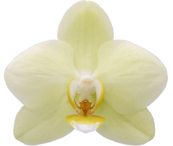 Alassio orchidee