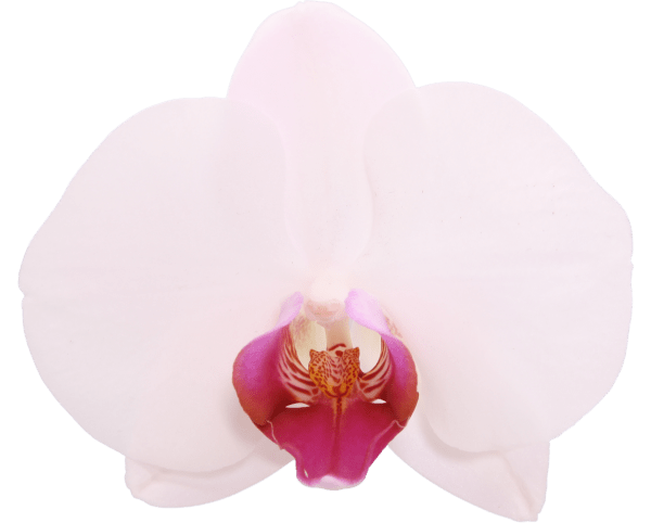 Red eye orchidee bloem