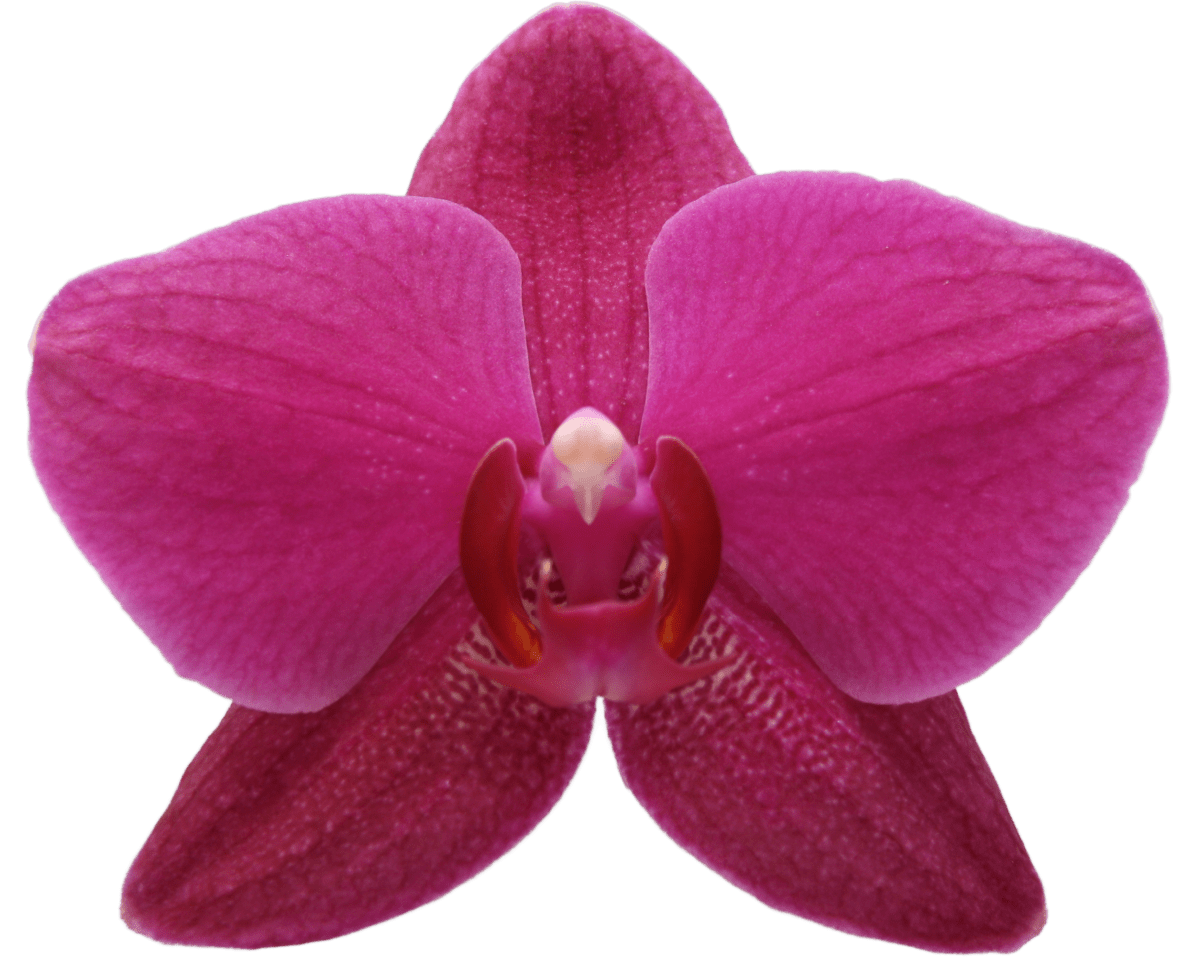 Vivaldi orchidee Vivaldi bloem