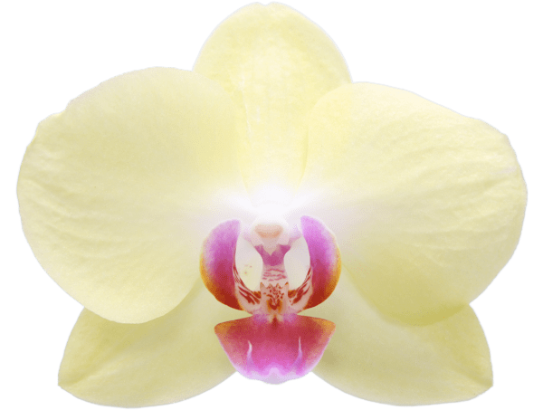 Miraflore Orchidee