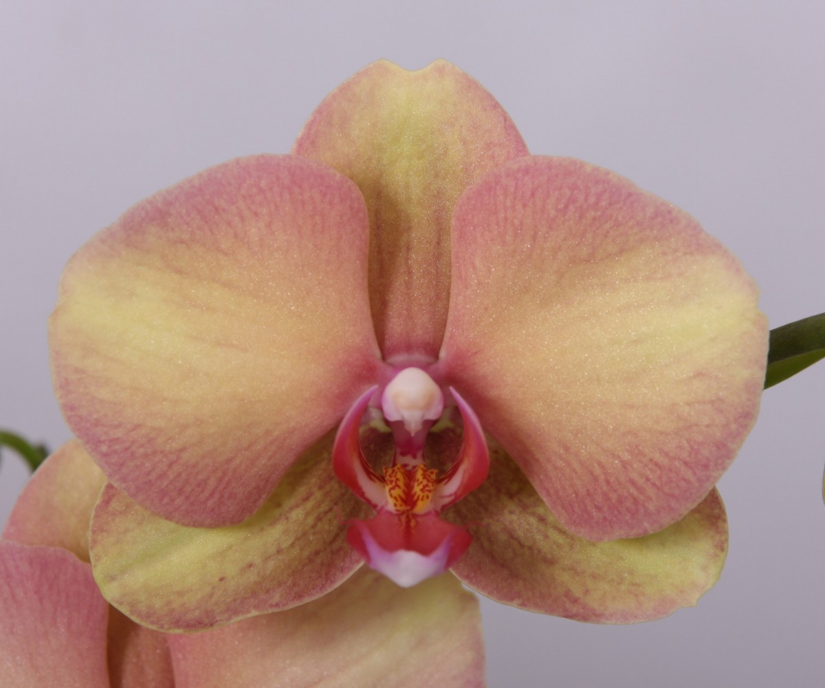 Rainbow orchidee