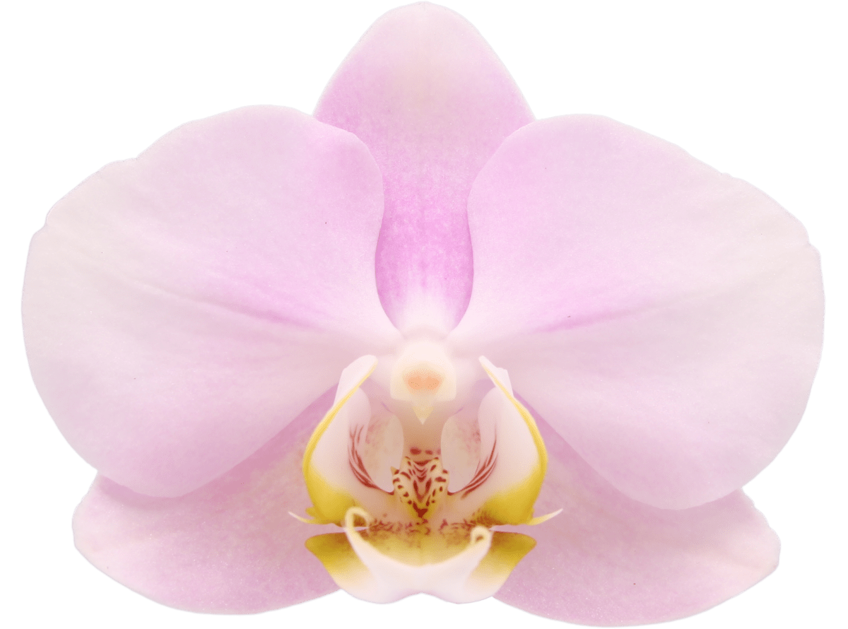 Angels eye orchidee Angels Eye