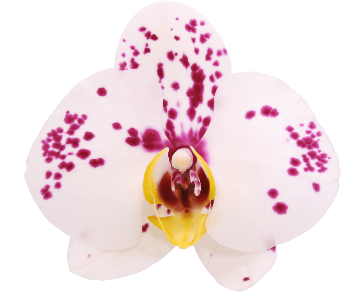 Biologische orchidee kamerplant Fellini