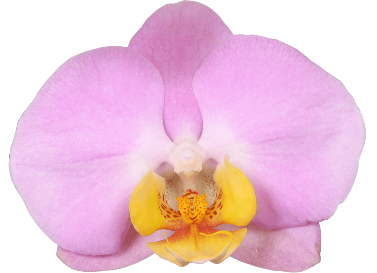 Honeycomb biologische orchidee Honeycomb