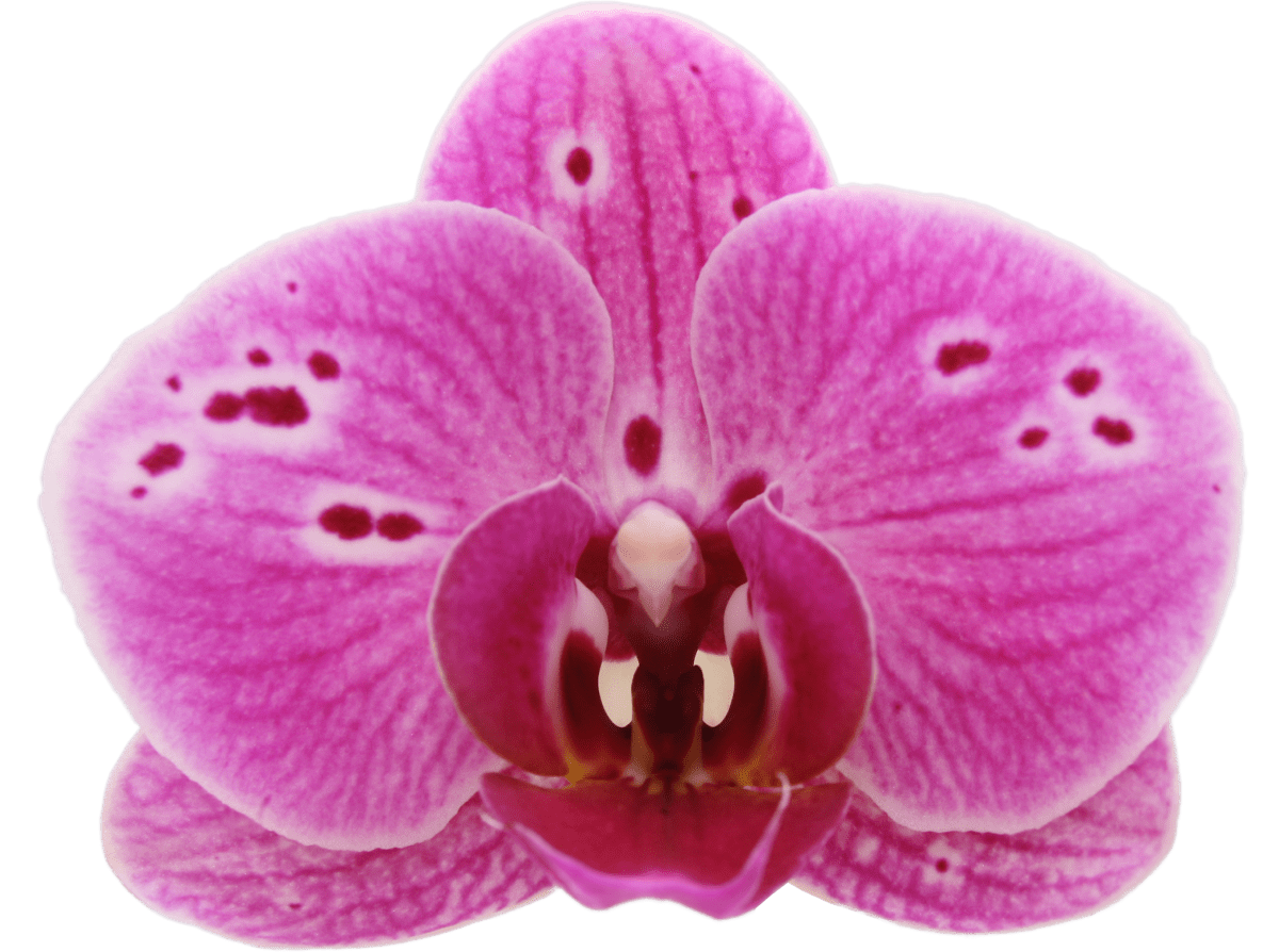 Biologische orchidee plant Parade bio