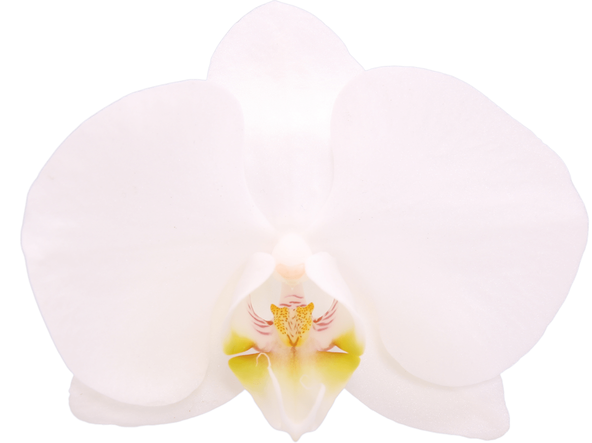 Silver Light orchidee
