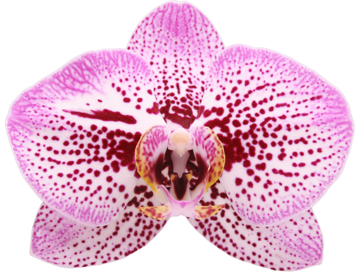 Andorra orchidee Andorra