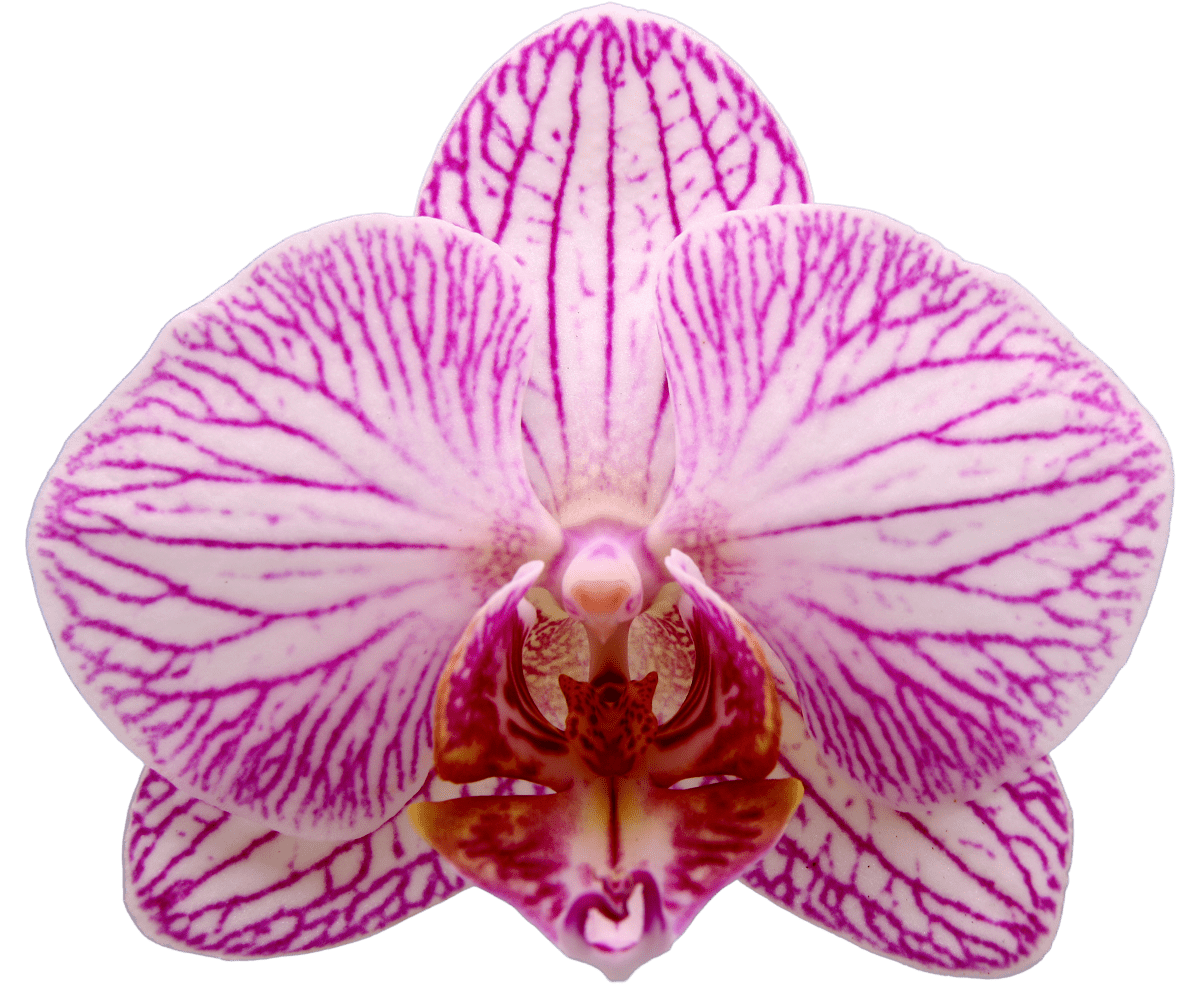 Sugar Spoon orchidee Sugar Spoon