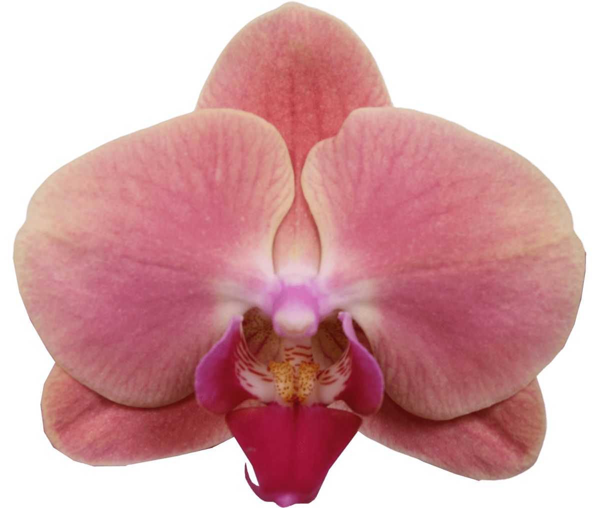 Marigold Orchidee