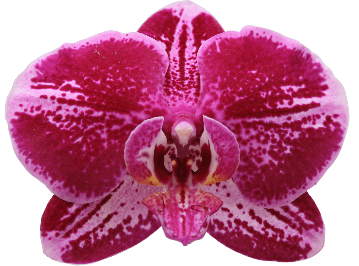 Fortune Teller greenbalanz Fortune Teller orchidee
