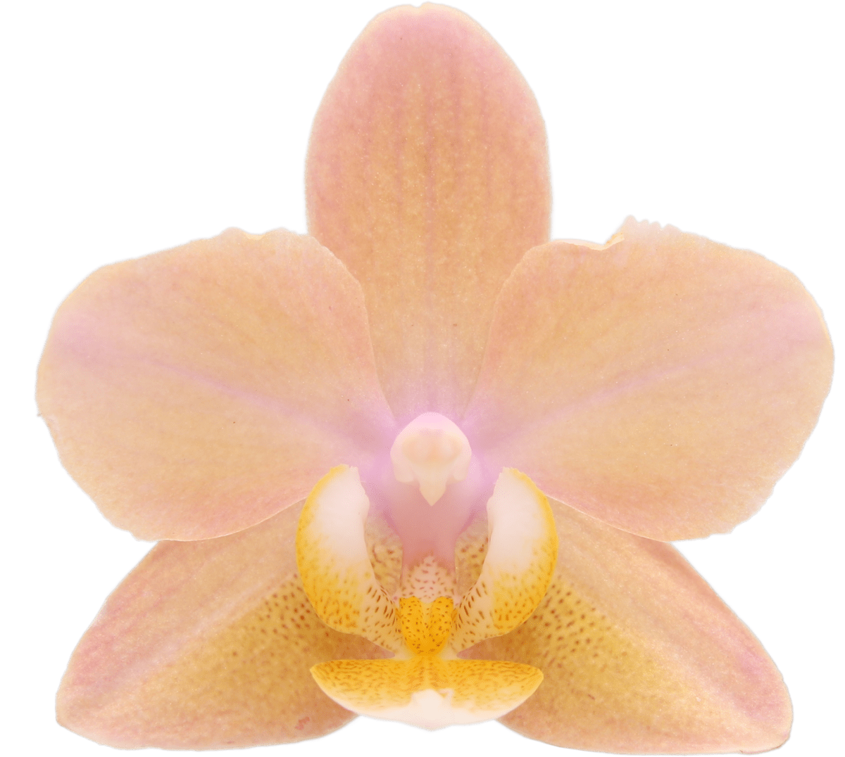 Scention geurende orchidee Scention