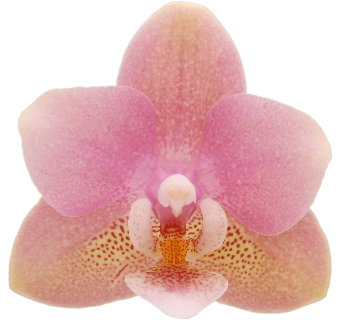 Smellow geurende orchidee Smellow geurende orchidee