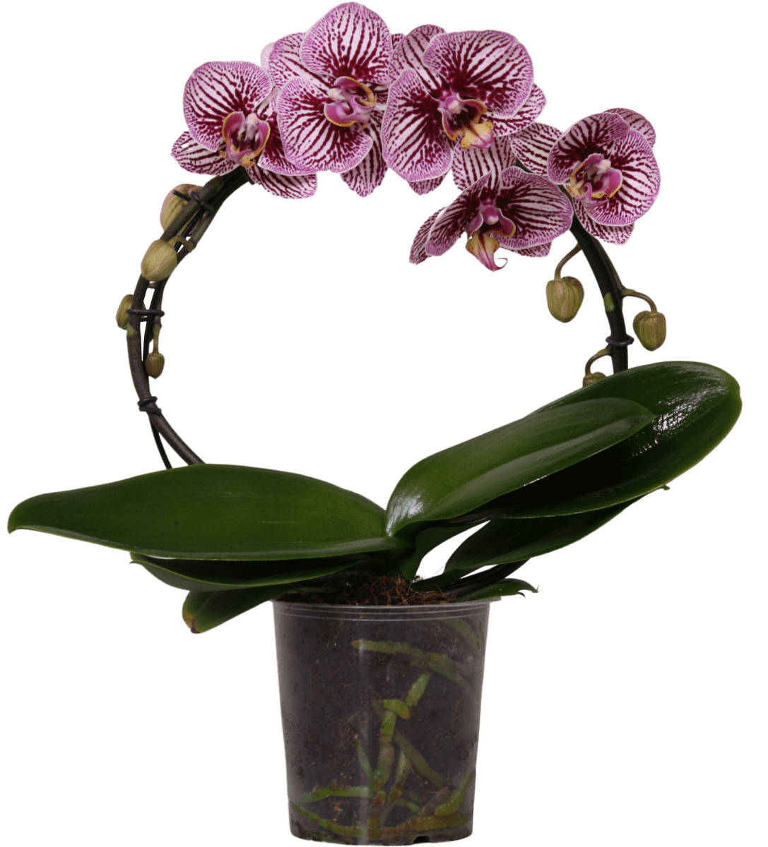 Blackstripes orchidee Black Stripes Greenbalanz